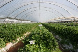 FireFly Sensor Quantified Sensor Technology